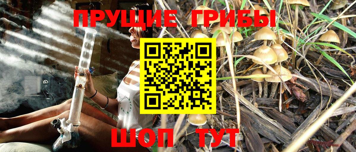 Псилоцибиновые грибы Cubensis  Псилоцибиновые грибы Cubensis  Строитель  Вход с VPN 